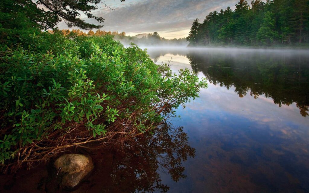 Lush green bushes and forest reflections with morning fog over a calm serene lake wallpaper