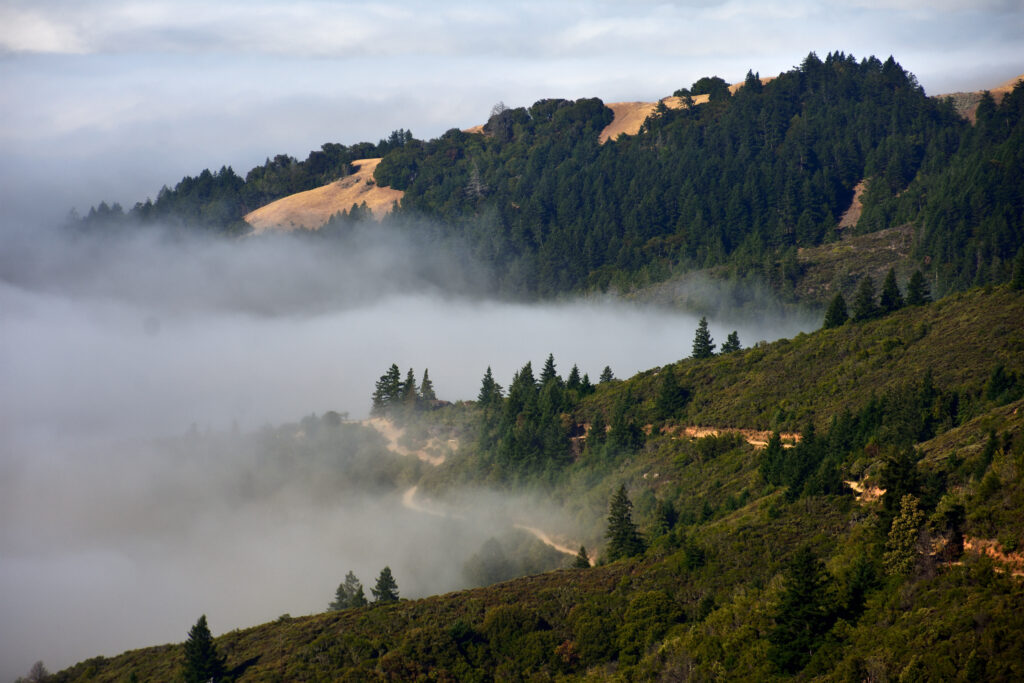 Serene landscape with rolling green hills foggy forest and winding paths peaceful nature wallpaper