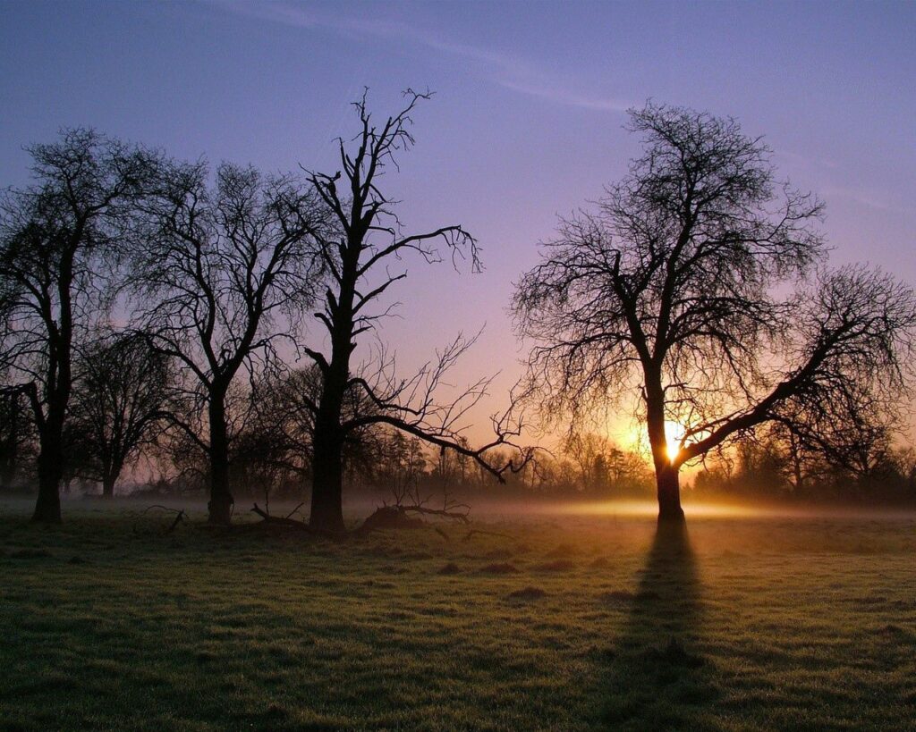 Serene morning sun rays through bare trees foggy landscape soft golden light wallpaper background