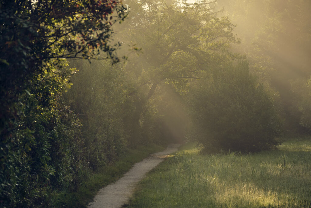 Serene morning path winding through lush trees with soft light filtering through foggy bushes wallpaper