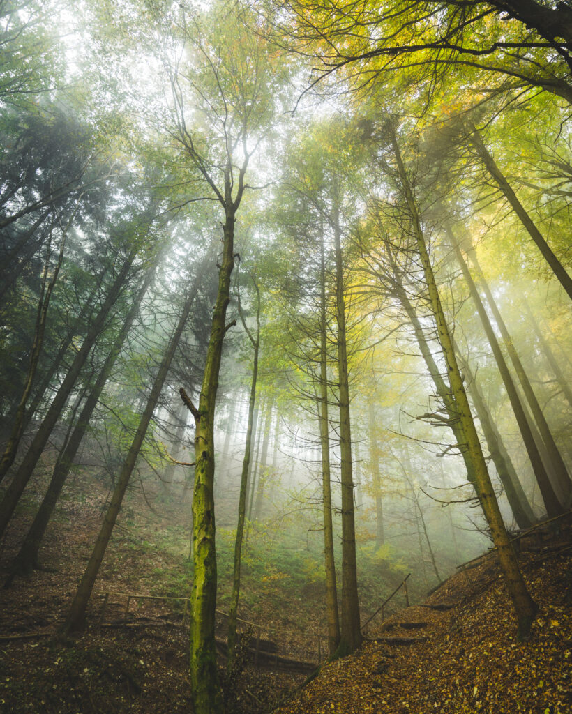 Serene forest wallpaper with slender tree trunks and soft morning fog filtering sunlight
