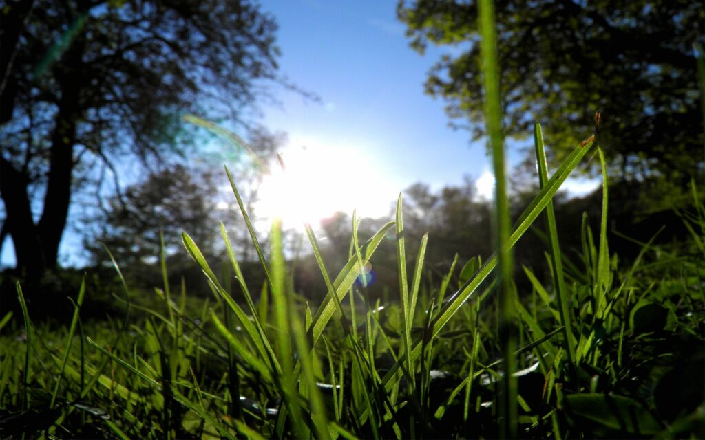 Serene morning wallpaper with vibrant green grass sunlight streaming through trees blue sky background