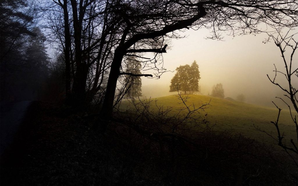 Silhouetted branches frame lone tree on golden misty hill in tranquil moody morning light wallpaper