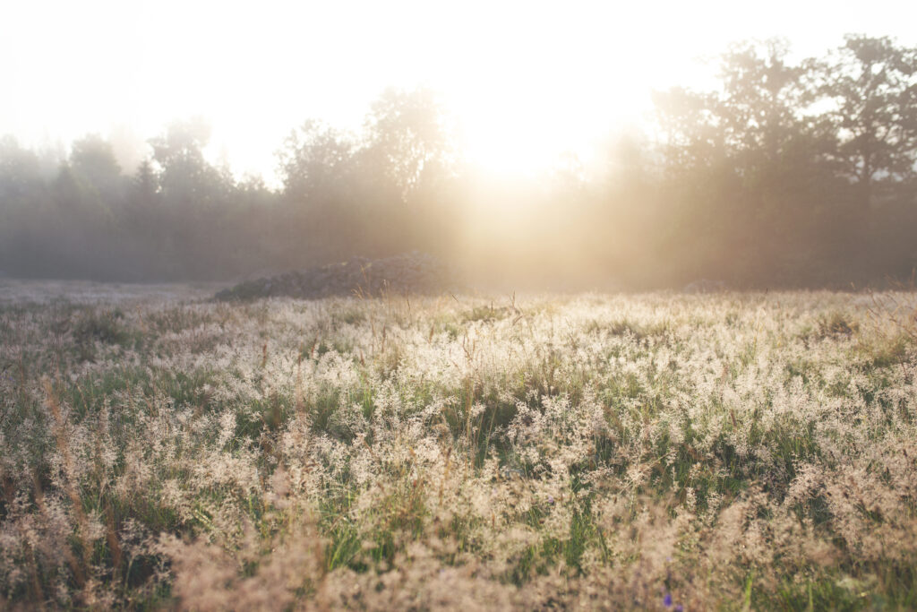 Serene misty field of tall grass in soft morning sunlight with golden and green hues wallpaper