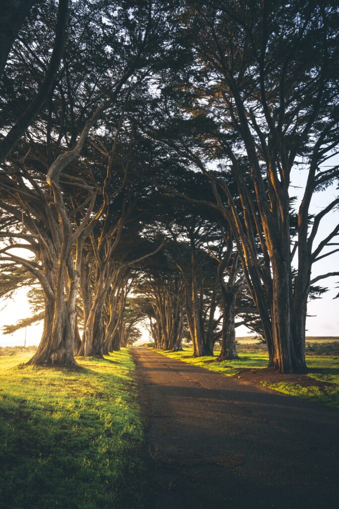 Serene empty path through tall trees with lush green grass in soft golden morning light wallpaper