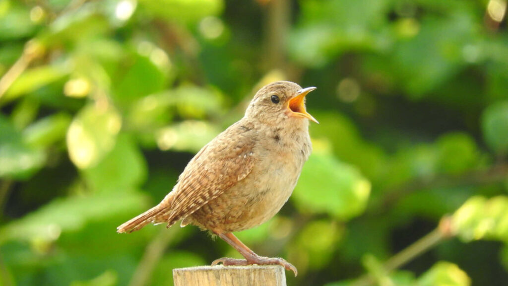 Serene Morning Wallpaper: Bird on Branch in Vibrant Greenery