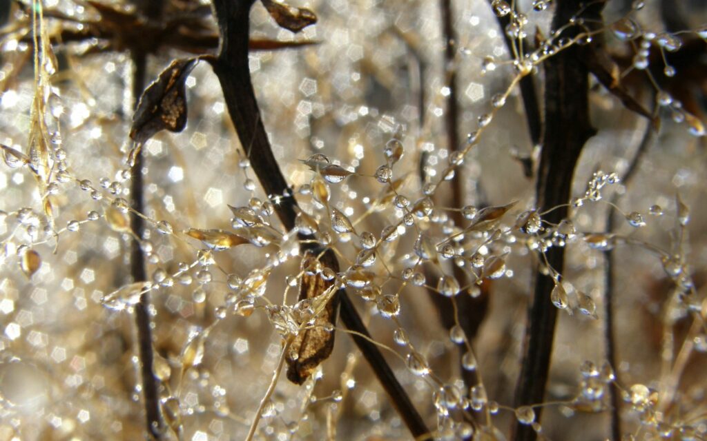 Serene Morning Dew on Delicate Plants - Stunning Wallpaper Background