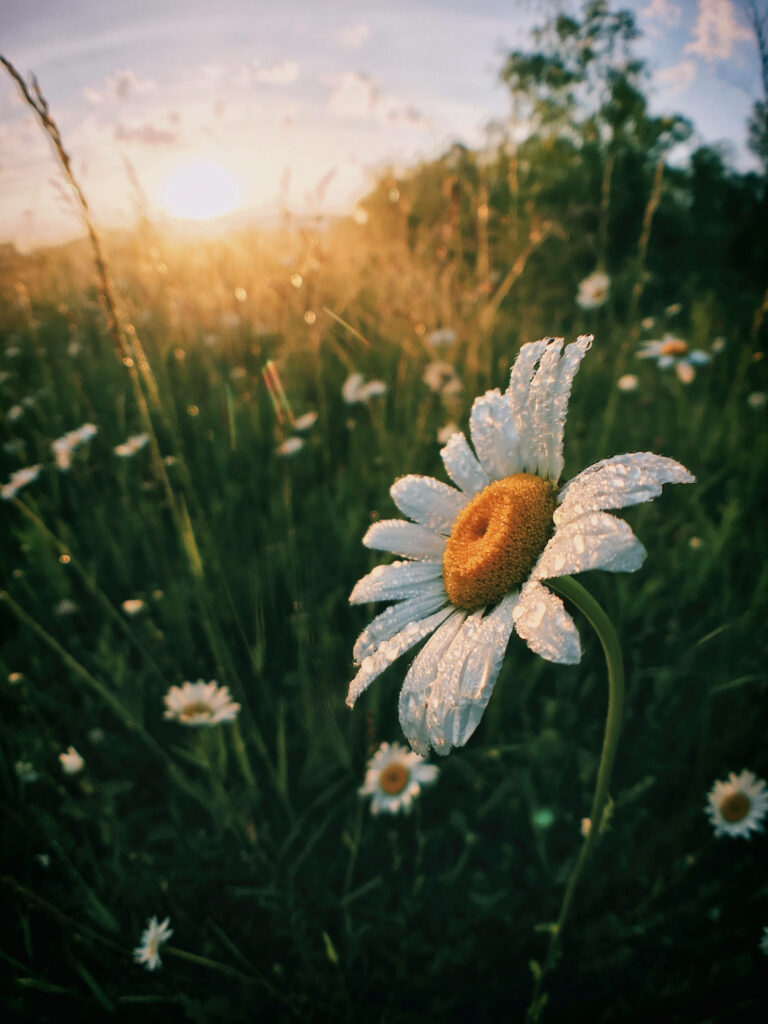 Serene Morning Meadow: Dewy Daisy with Sunlit Background Wallpaper