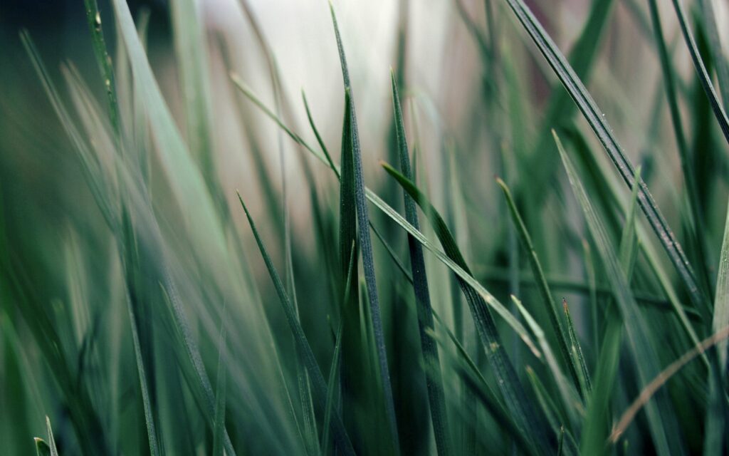 Morning Serenity: Fresh Green Grass Wallpaper Background