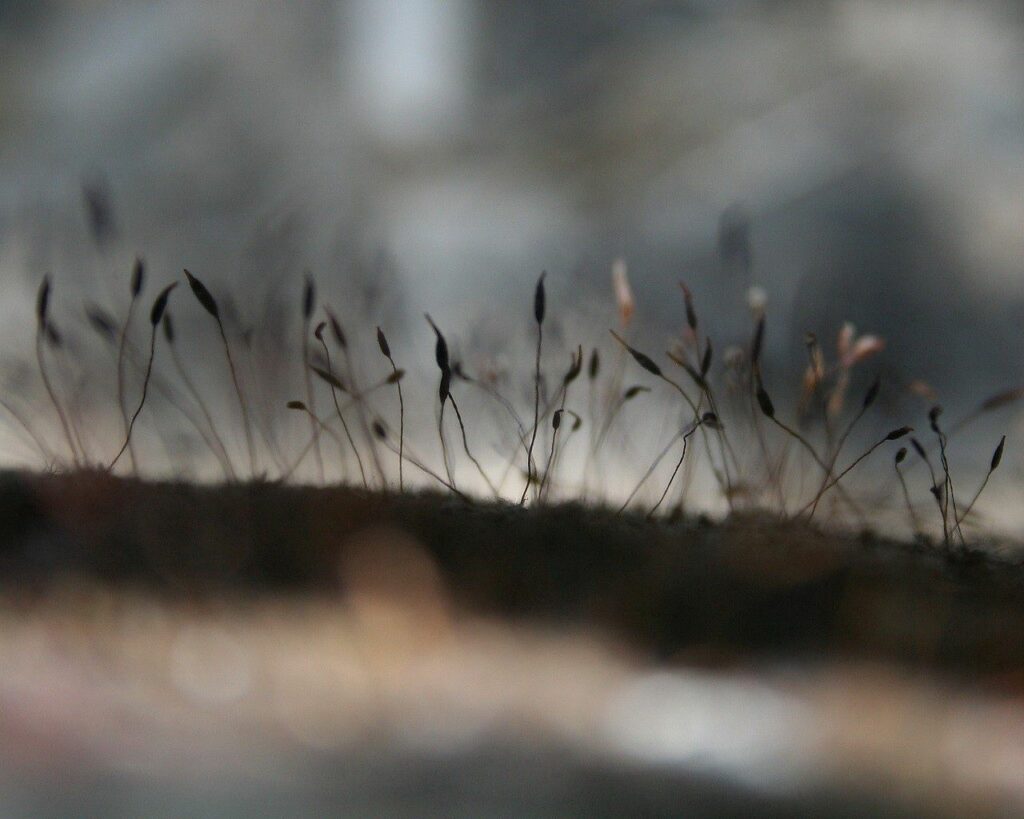 “Delicate Moss Close-Up: Serene Wallpaper Background with Soft Shadows”