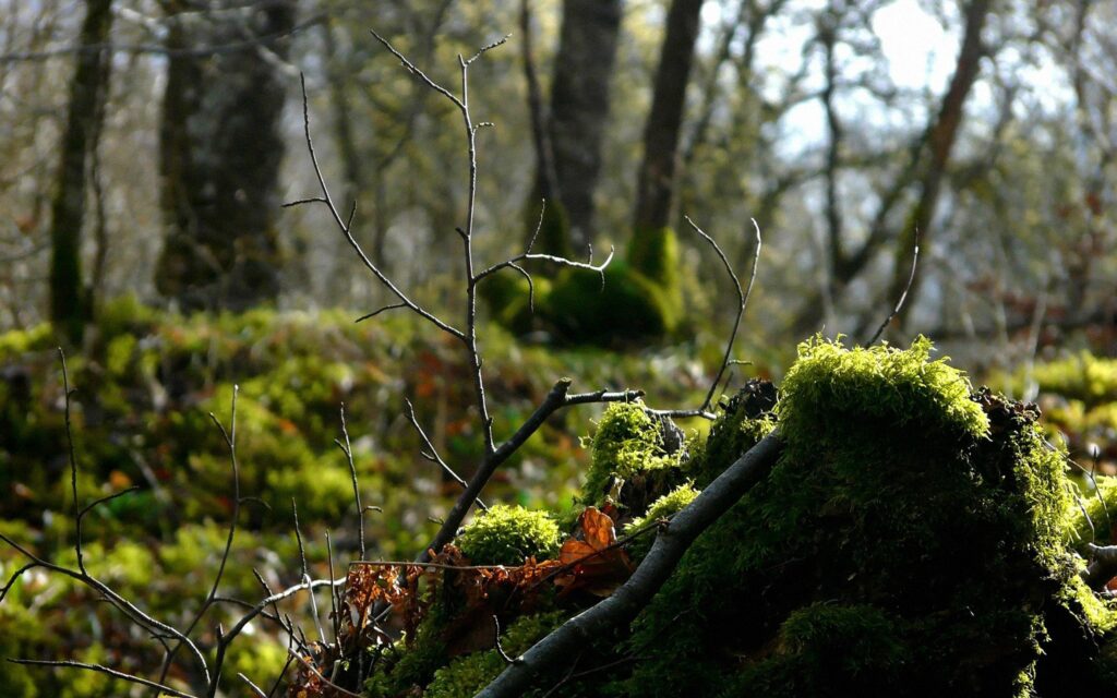 Serene forest wallpaper with moss-covered log and delicate branches in natural green light