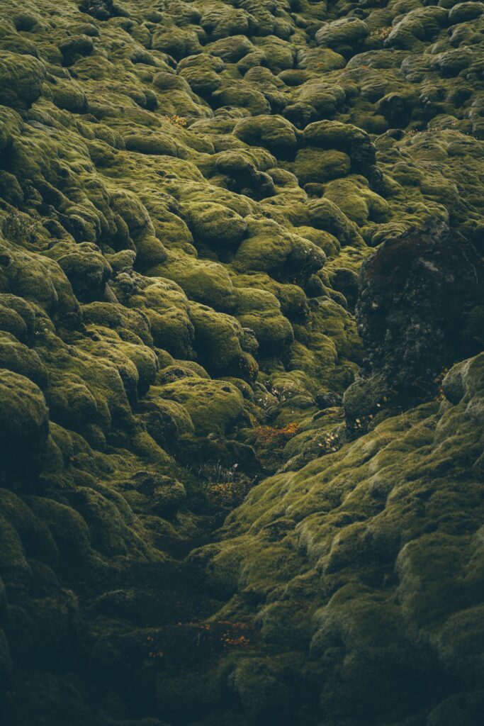 Serene Icelandic stones covered in lush pale green moss with soft textures and earthy tones Wallpaper