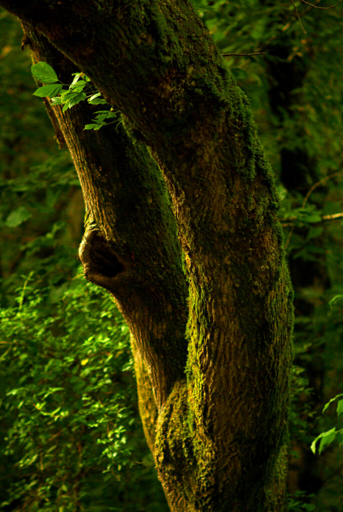 Close-up mossy tree trunk with detailed bark texture in vibrant green forest background wallpaper