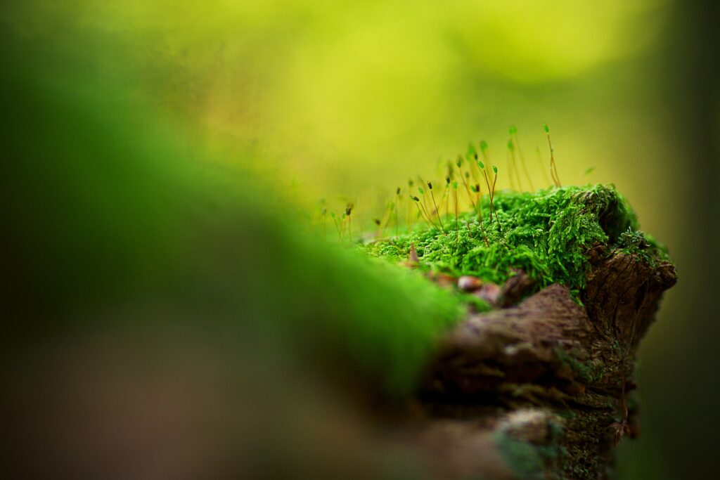 Serene Moss & Grass Wallpaper Background in Soft Light