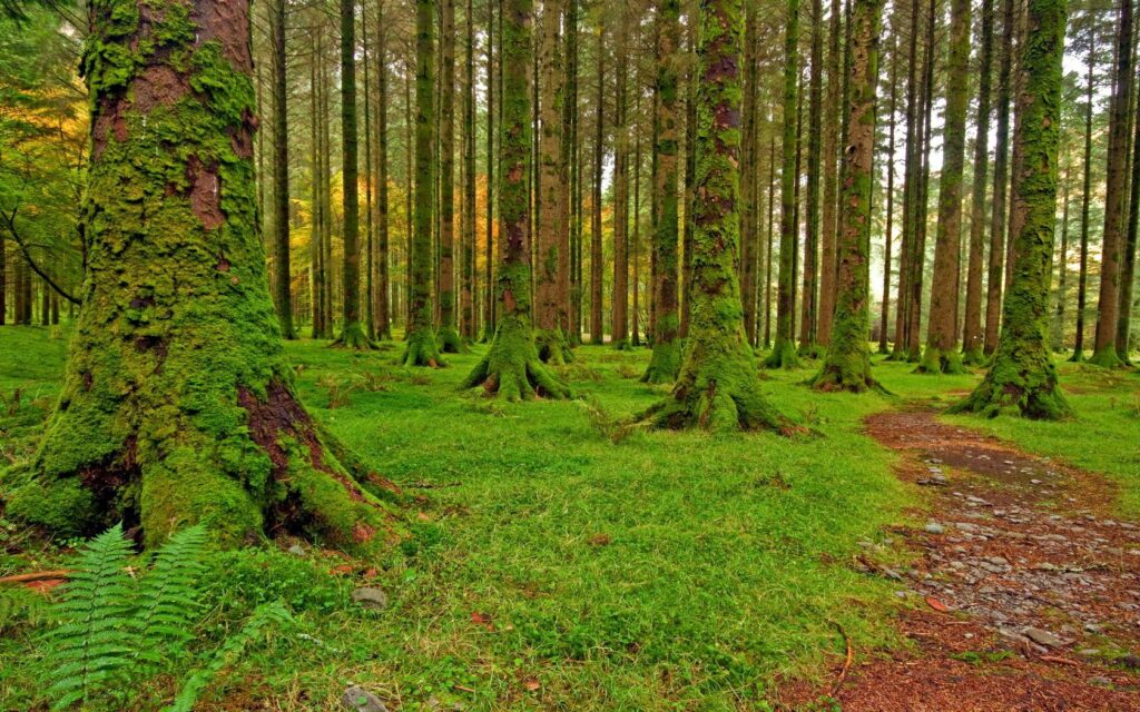 Serene forest wallpaper with moss-covered trees stone path and lush green grass background