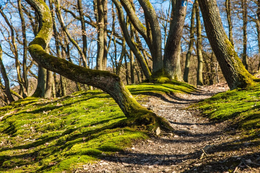 Peaceful forest wallpaper with mossy tree trunks sunlit grass and winding dirt path background
