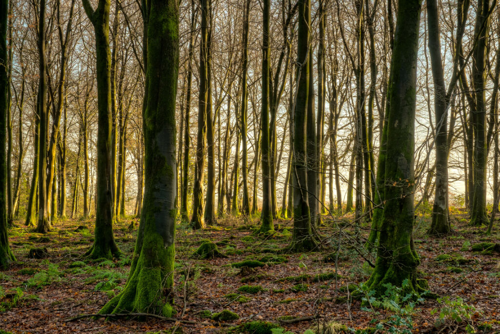 Serene forest with tall moss-covered trees and sunlight filtering through bare branches wallpaper
