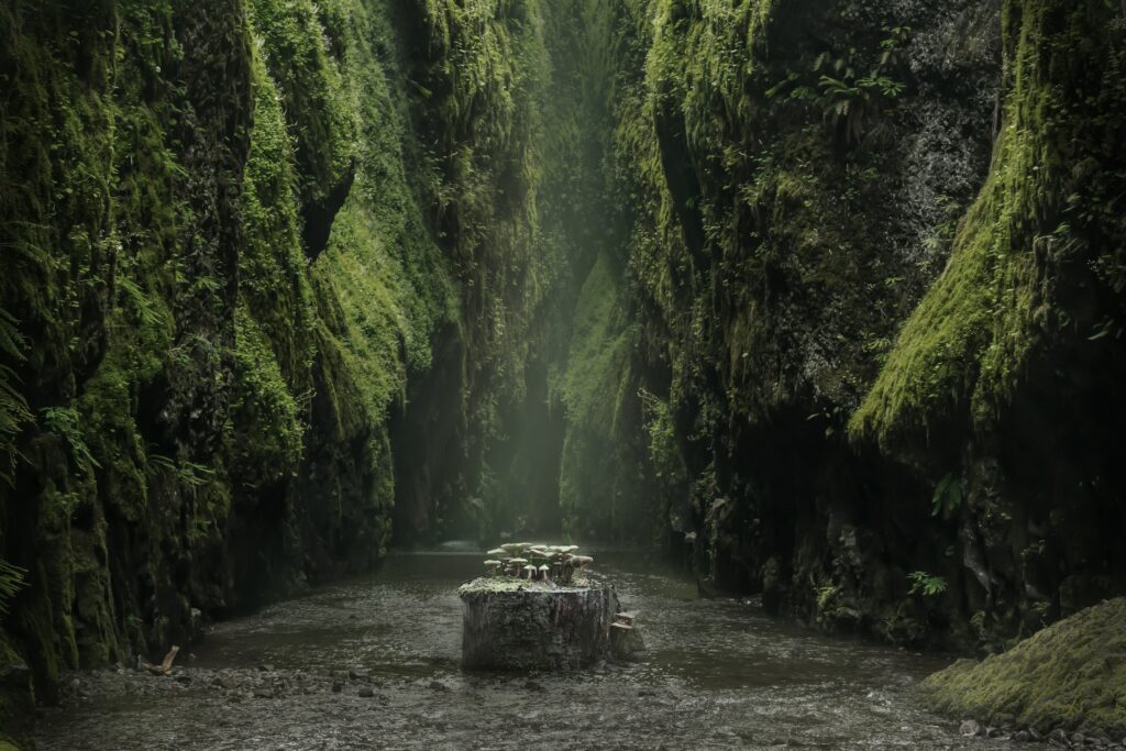 Tranquil river in mossy gorge with rocky cliffs and mushroom-topped tree stump nature scene Wallpaper