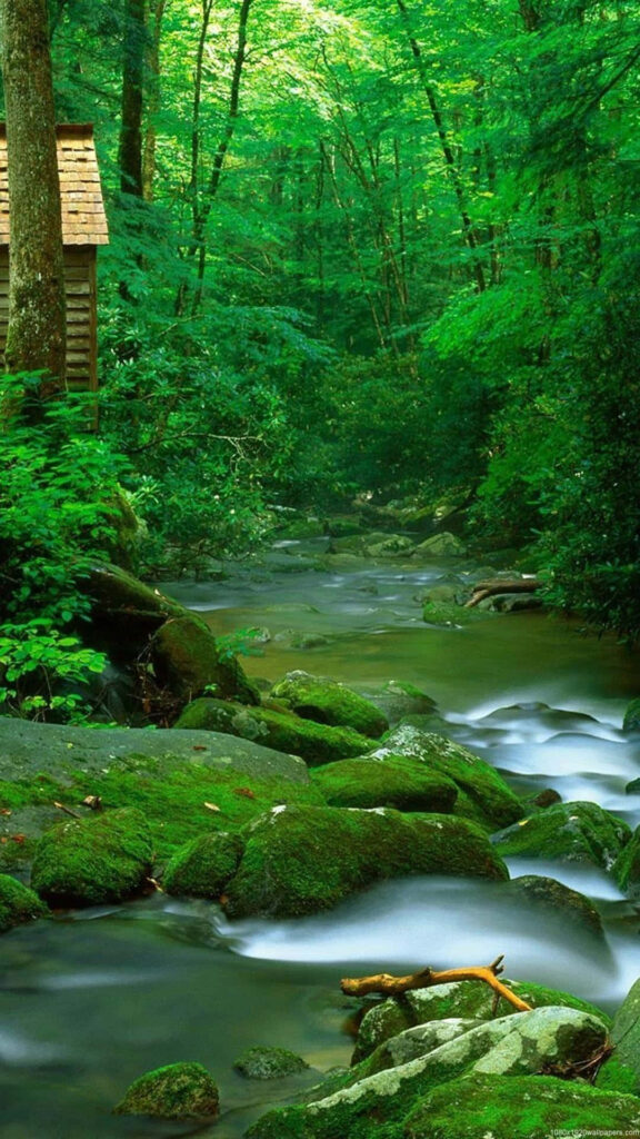 Mossy River Nature Wallpaper: Serene Forest Retreat for Android