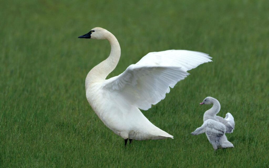 Serene Mother Goose with Gosling on Lush Green Field Wallpaper