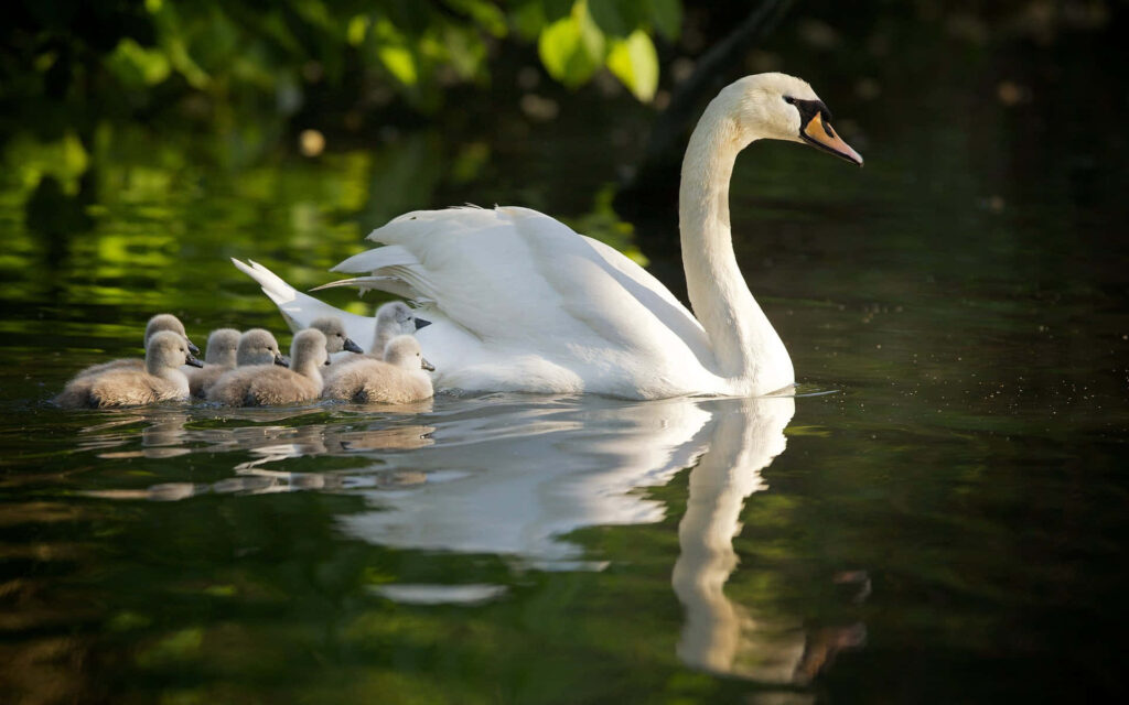 Tranquil Mother Swan & Cygnets Wallpaper Amid Lush Greenery