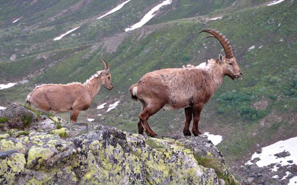 Mountain Goats on Rocky Outcrop: Serene Nature Landscape Wallpaper