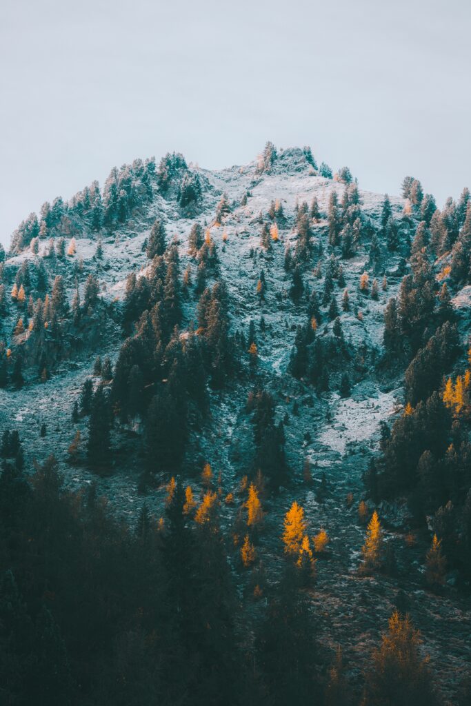 Serene mountain landscape with snow-dusted slopes and golden autumn evergreens in winter transition Wallpaper
