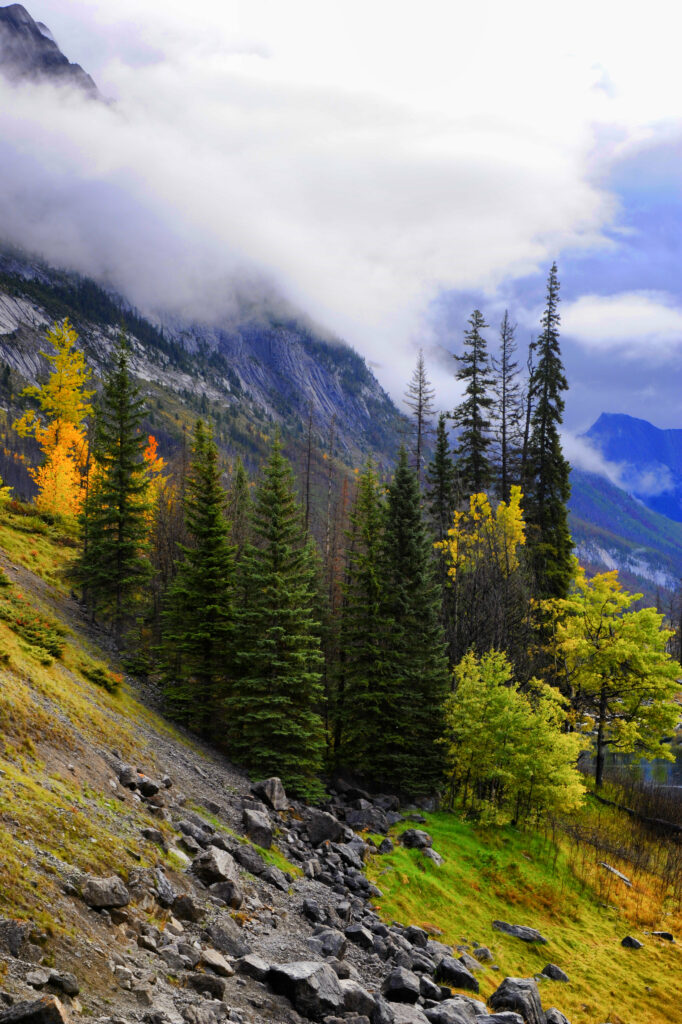Breathtaking mountain landscape with dense fog rocky slopes evergreen trees and autumn foliage Wallpaper