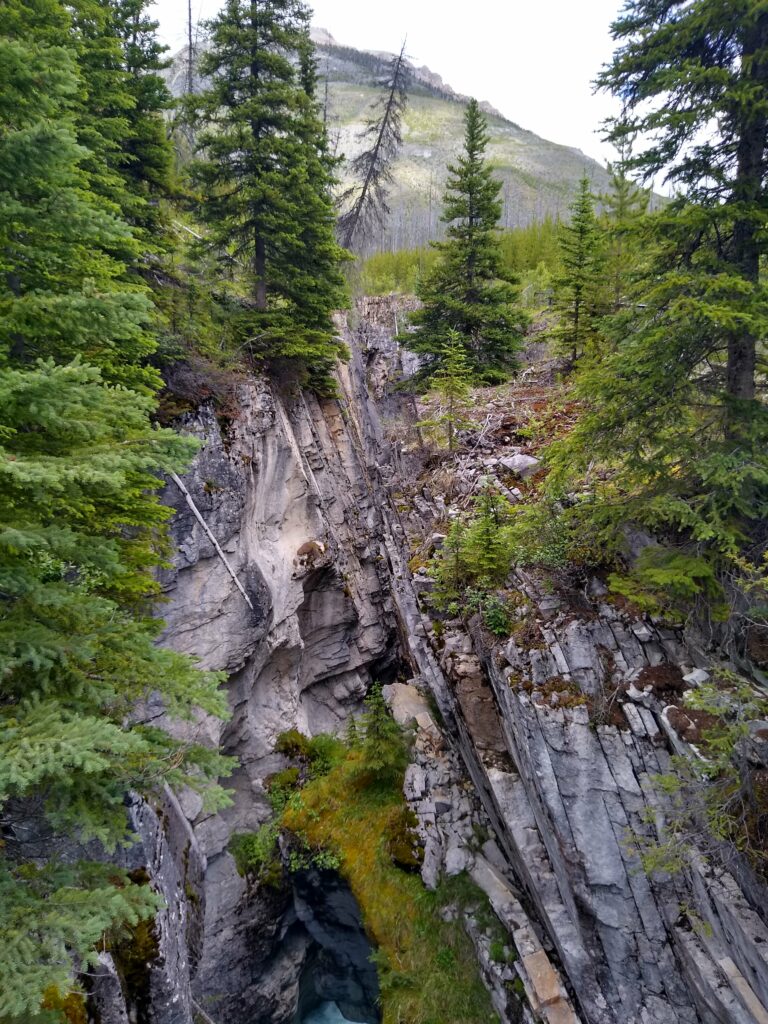 Rugged rock formations and tall evergreens with lush greenery and distant mountain backdrop Wallpaper