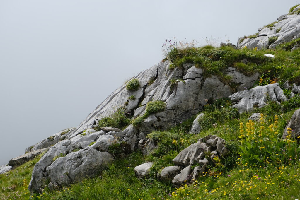 Serene mountain wallpaper with rugged rocks lush green grass and colorful wildflowers background