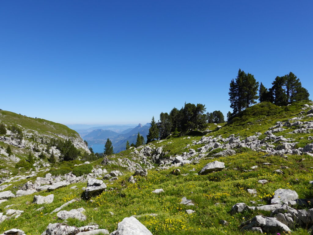 Serene mountain landscape with rugged stones wildflowers lush trees and clear blue sky wallpaper