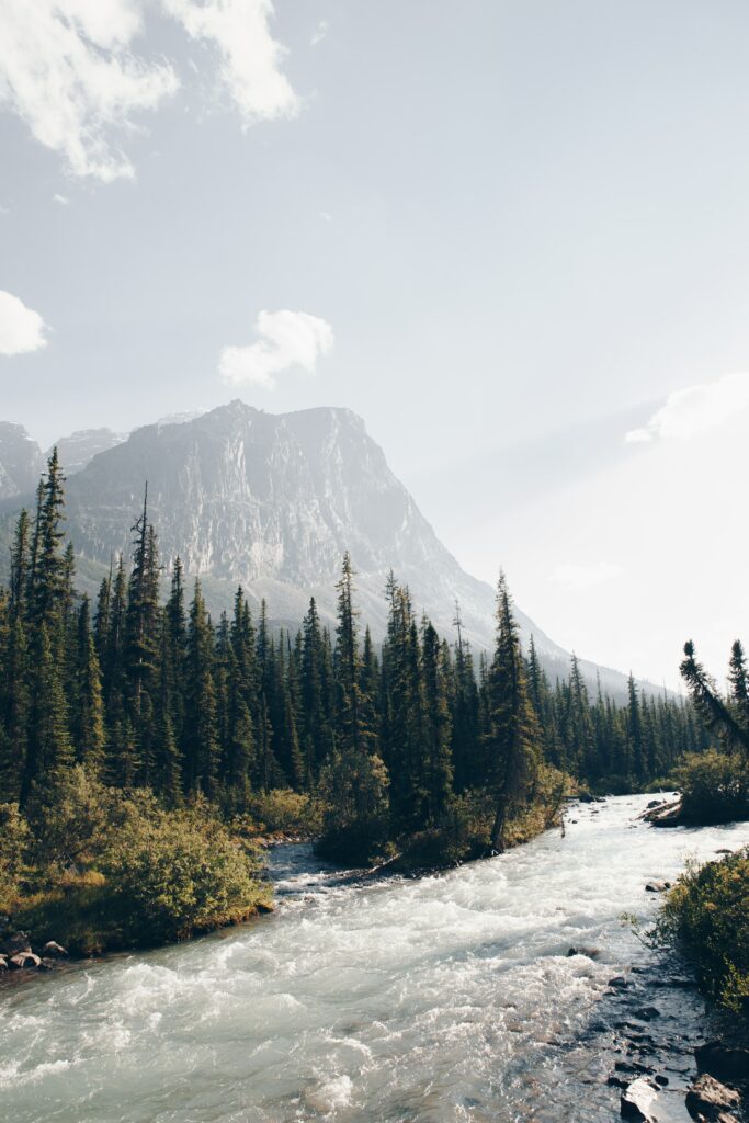 Serene mountain landscape with spruce trees dense forest and fast-flowing river under clear sky Wallpaper