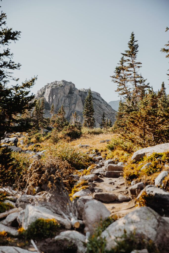 Scenic mountain landscape with rugged rocks winding path tall spruce trees and wild grasses Wallpaper