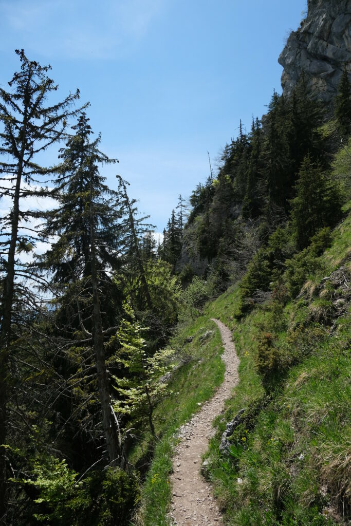 Serene mountain path through lush green grass and tall evergreens under bright blue sky Wallpaper