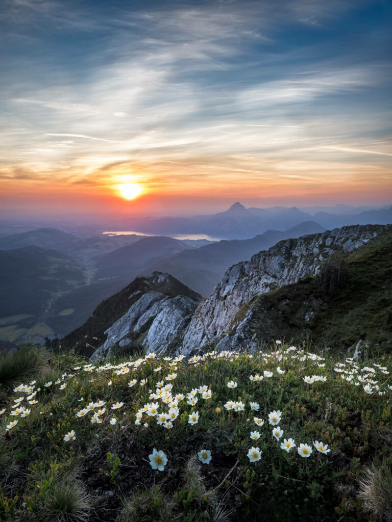Serene Sunset Mountain Wallpaper with Delicate White Flowers