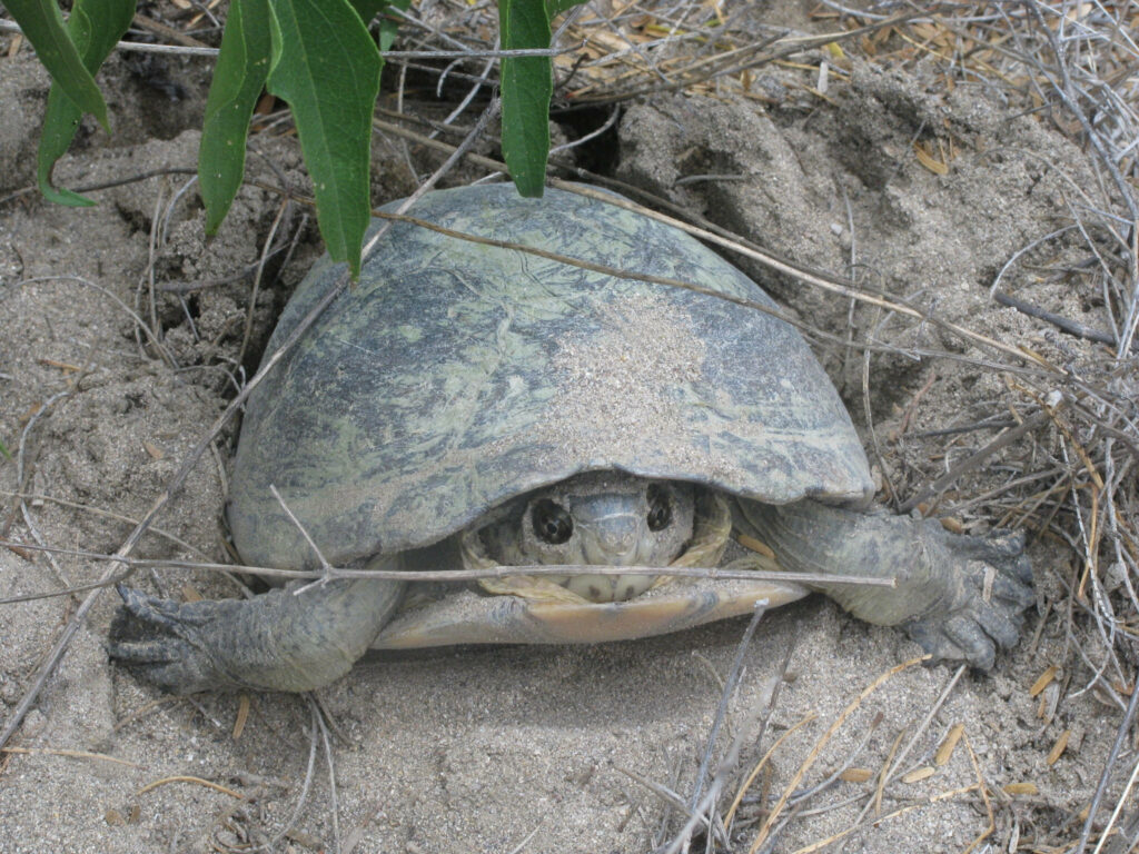 Serene Mud Turtle Digging in Sandy Ground - Natural Wallpaper