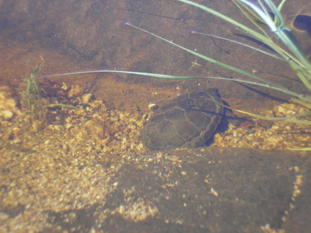 Serene Mud Turtle Underwater Scene with Aquatic Plants and Riverbed Wallpaper