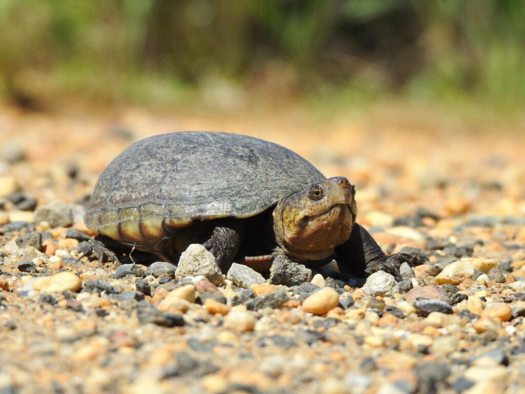 Serene Mud Turtle Wallpaper: Natural Earthy Background for Nature Lovers