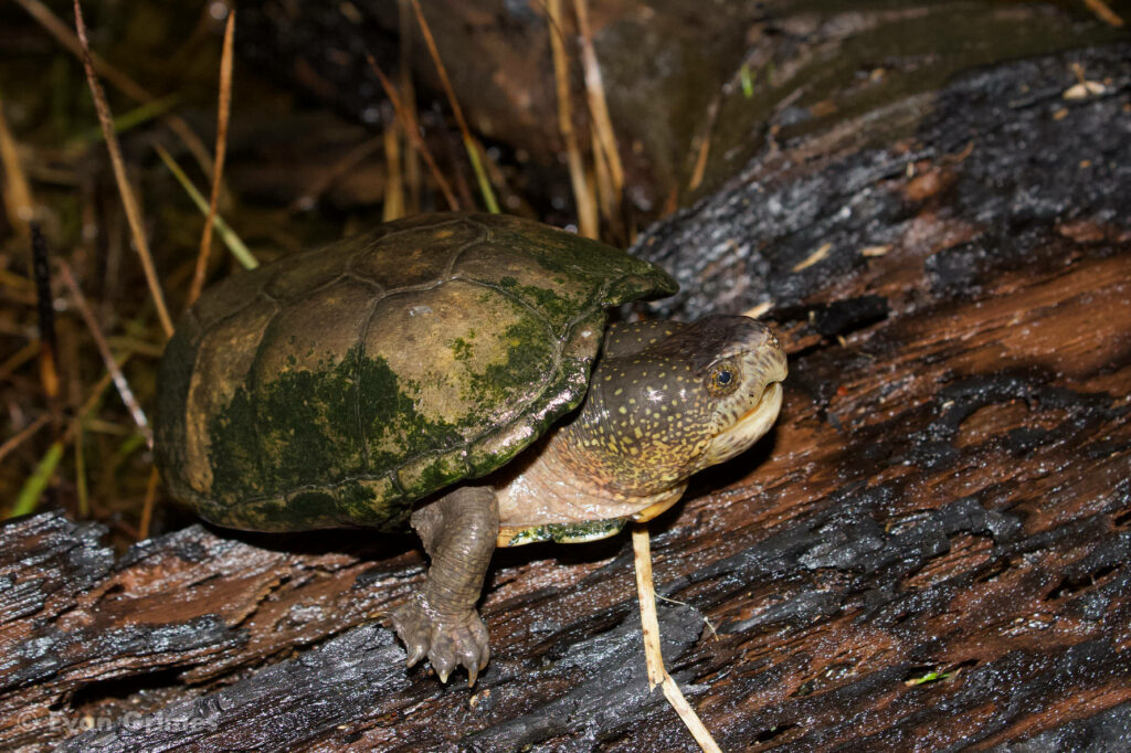 Serene Mud Turtle on Wood: Natural Habitat Wallpaper