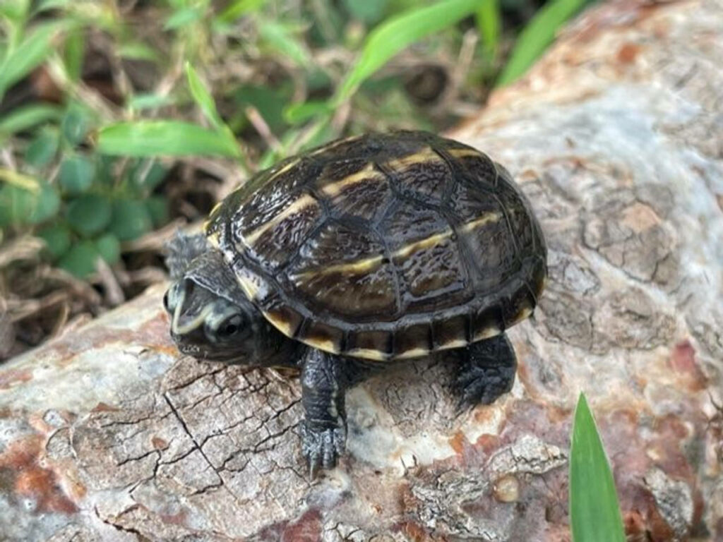 Serene Mud Turtle Wallpaper on Textured Tree Trunk & Green Grass