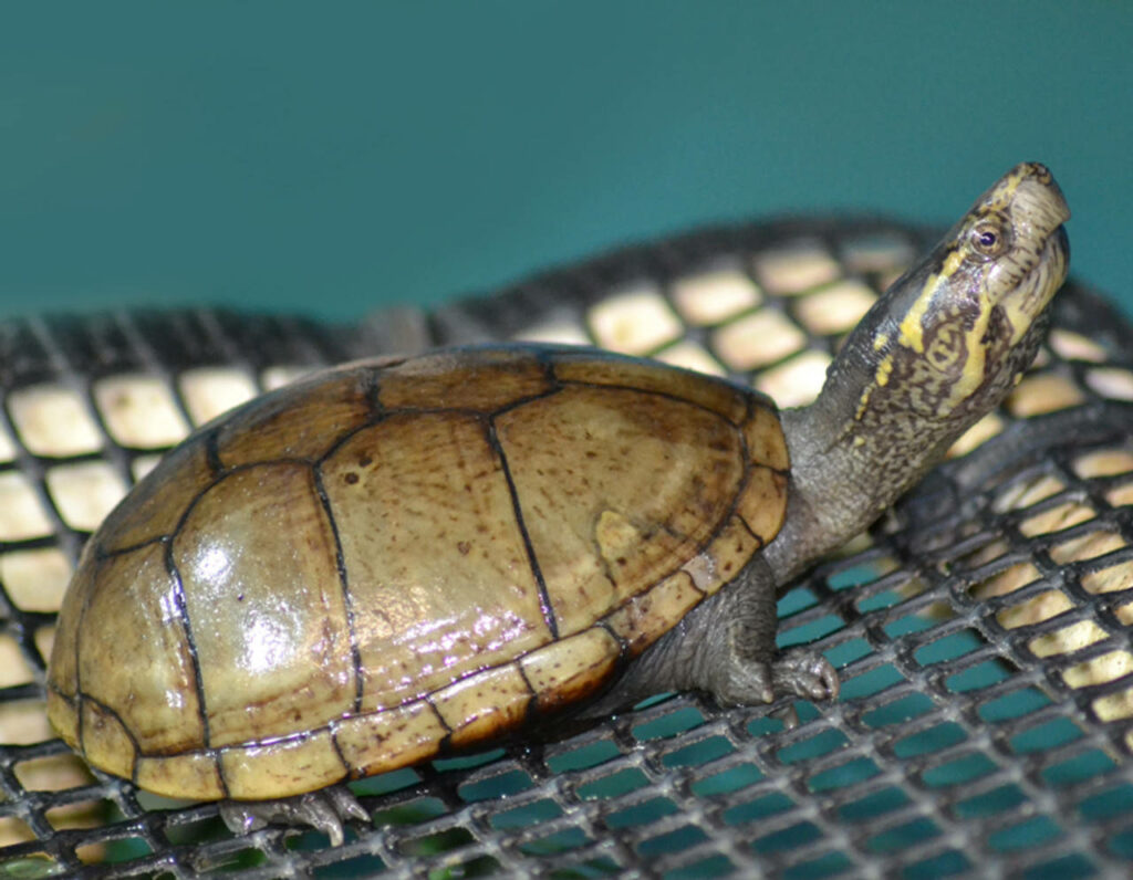 Serene Mud Turtle with Shiny Shell on Textured Surface Wallpaper