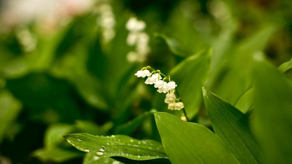 Serene Muguet Flowers Wallpaper: Tranquil Forest Background 1920x1080