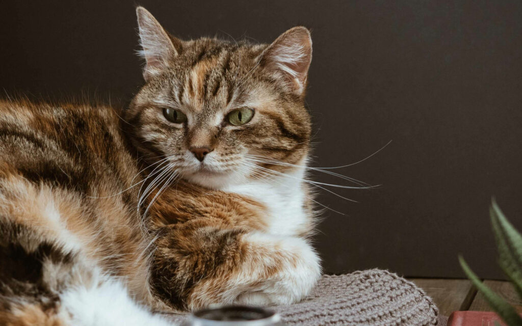Elegant Multicolored Cat on Cozy Gray Rug - Serene Wallpaper