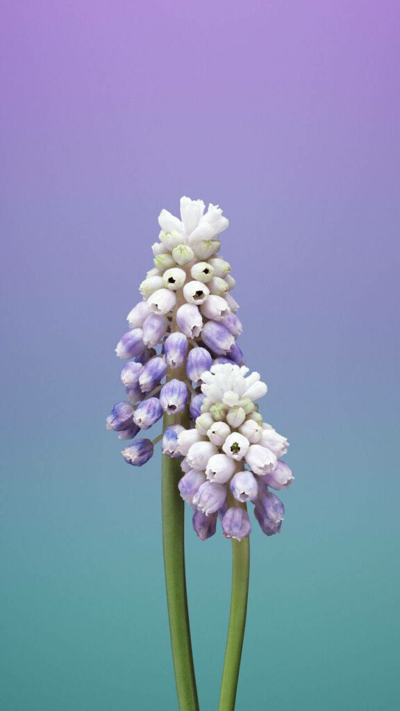 Serene Muscari Flower Wallpaper: Soft Violet & Teal Gradient Background