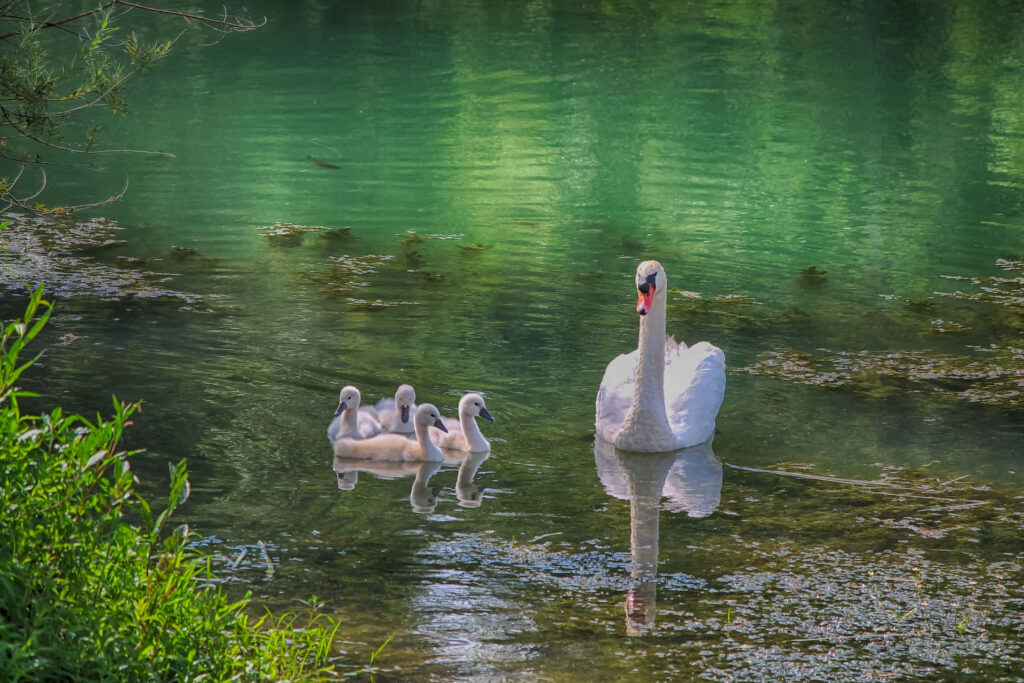 Serene Mute Swan Family on Clear River - Peaceful Nature Wallpaper