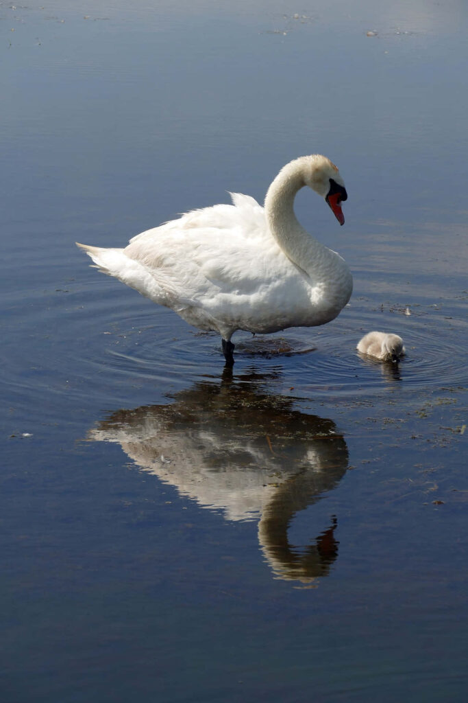 Serene Swan and Cygnet Wallpaper: Tranquil Lake Reflection