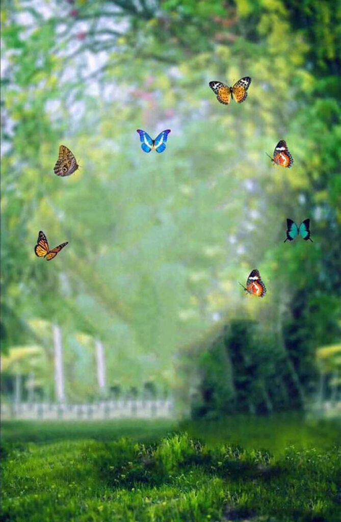 Enchanting Forest Wallpaper: Colorful Butterflies in Lush Greenery