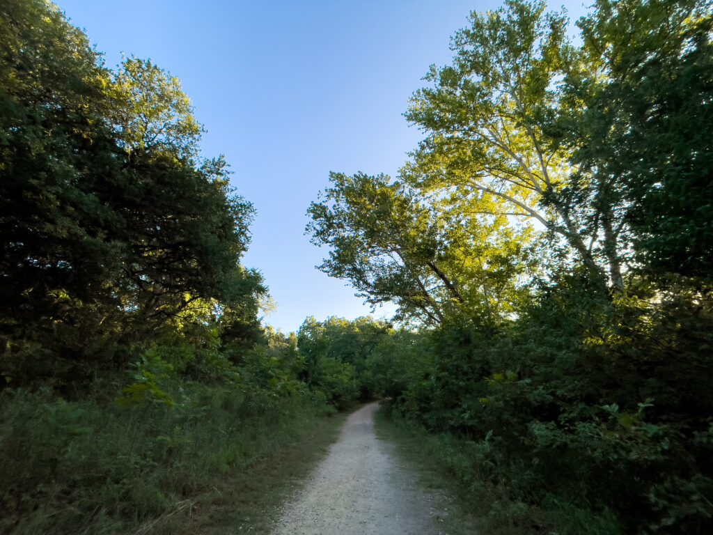 Serene dirt trail through lush green forest with tall trees and vibrant sunlit leaves under blue sky Wallpaper