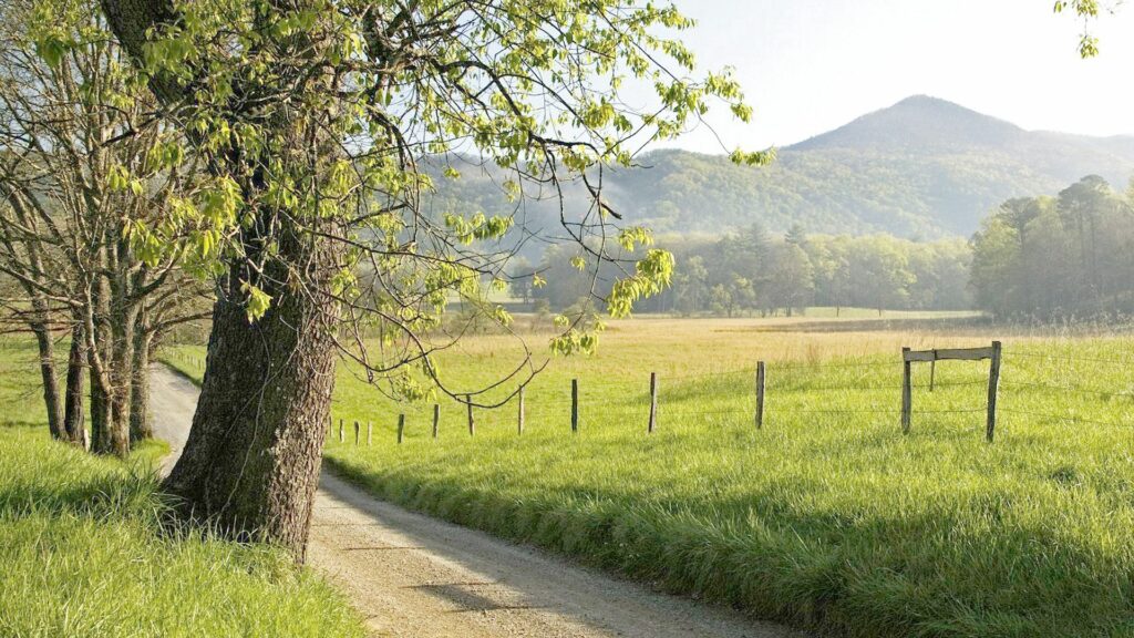Serene walking path with wooden fence lush greenery tall trees sunlight rolling hills wallpaper background