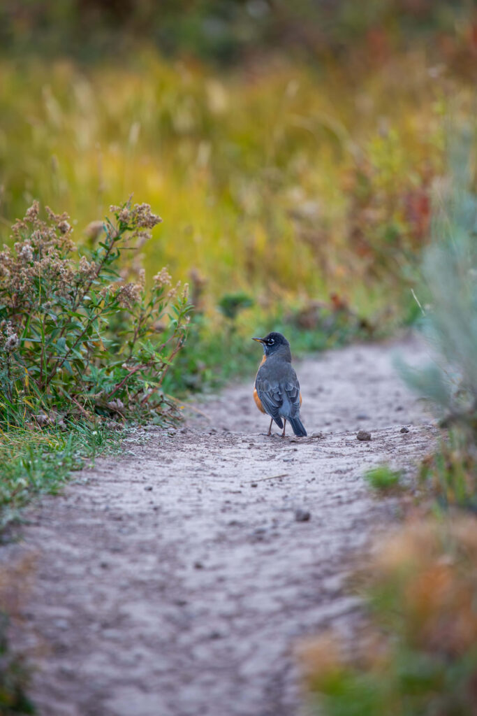 Serene Nature Wallpaper: American Robin on a Peaceful Dirt Path